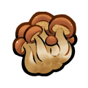 Shiitake