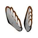 Incisor