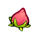 Rose Bud